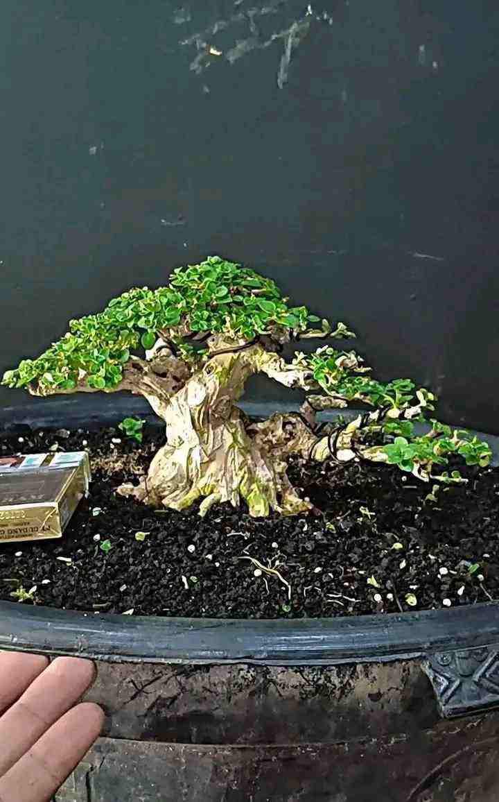 Bonsai Waru